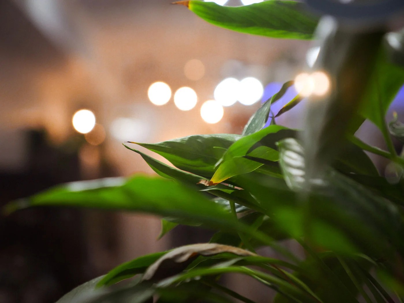 A green plant in front of soft salon lights